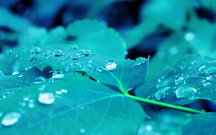 macro photography of watered green leaf plant